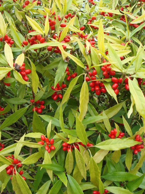 Aucuba japonica 'Longifolia' P25